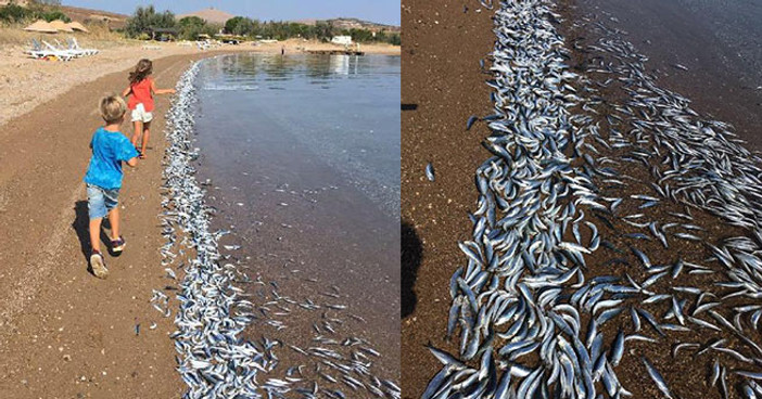 Sahile yüzlerce ölü balık vurdu