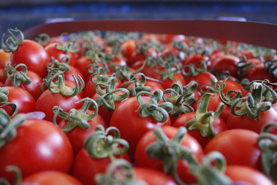 'Rusya gelecekte domates alımını tamamen durdurabilir'