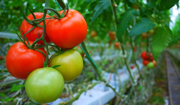 Rus çiftçiler domates yasağının kalkmasını istemiyor