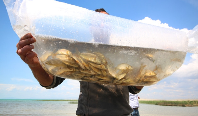 Beyşehir gölüne 450 bin balık bırakıldı