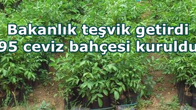 Bakanlık teşvik getirdi 95 ceviz bahçesi kuruldu