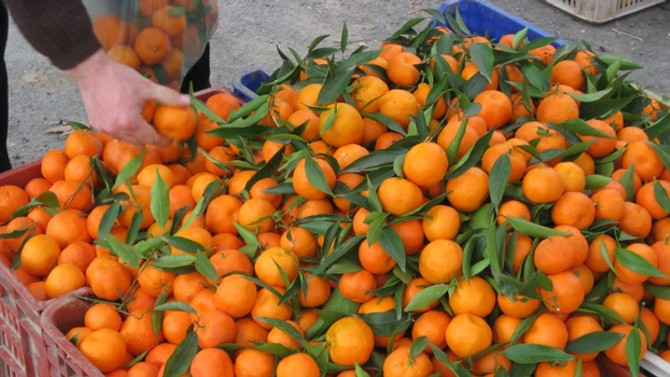 mandalina geri geldi ile ilgili görsel sonucu