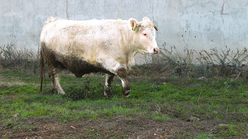 Et açığını 'Charollais' ırkı sığırlar kapatacak