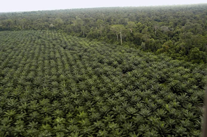 Palm yağı için ormanlar yok ediliyor