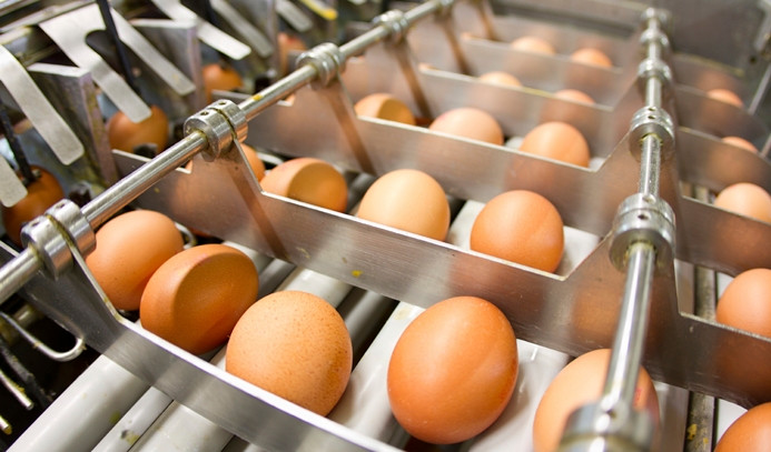 Yumurta üretimi arttı
