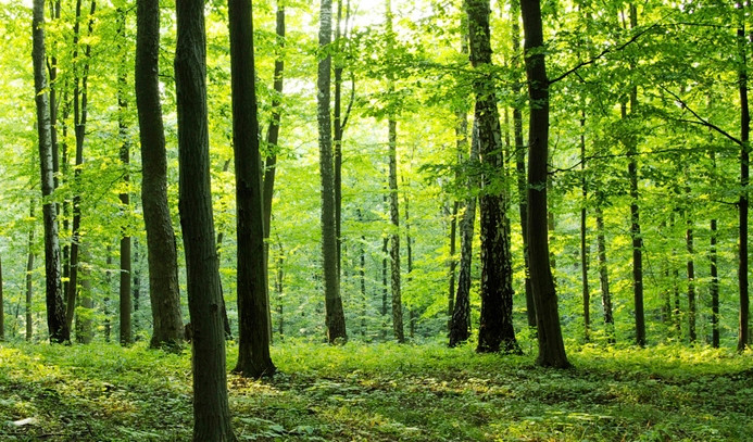 Endüstriyel orman miktarı iki katına çıkarılacak