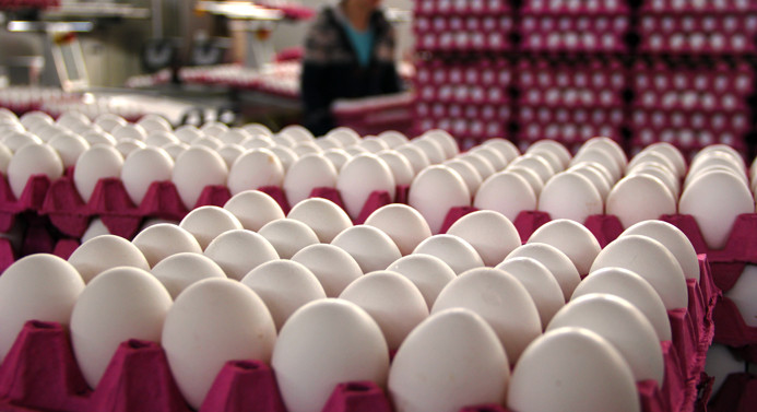 1.6 milyar adet tavuk yumurtası üretildi