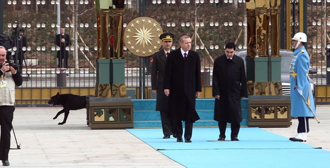 Saray'da köpek paniği
