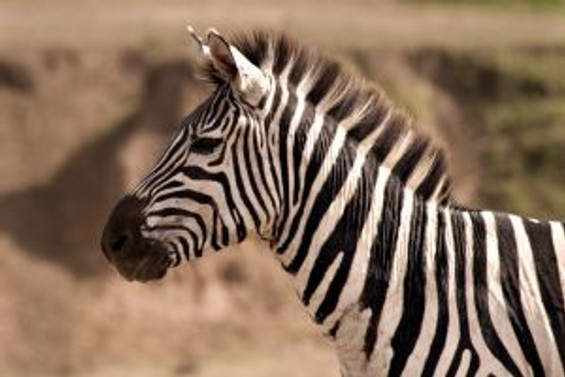 Hadi zebra avına!