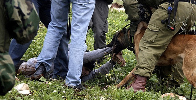 Köpekli işkenceyi durdurma kararı