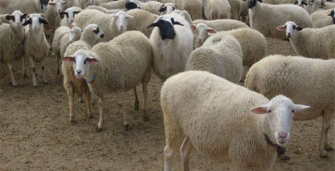 2 bin 600 baş damızlık hayvan alacak