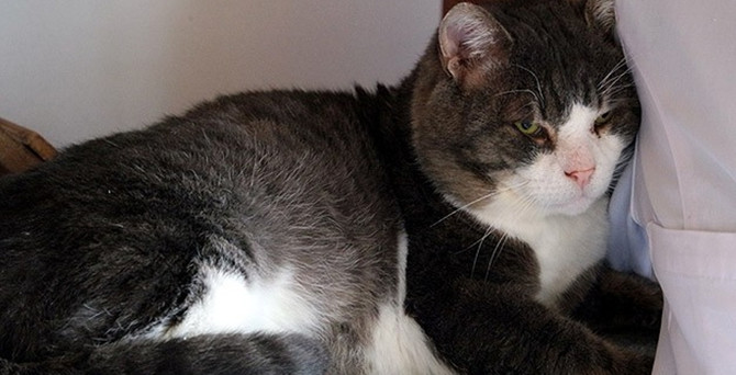 'Obez kedi' diyetle 4 ayda 5,5 kilo verdi