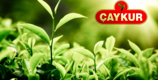 Çaykur, 230 bin ton yaş çay aldı