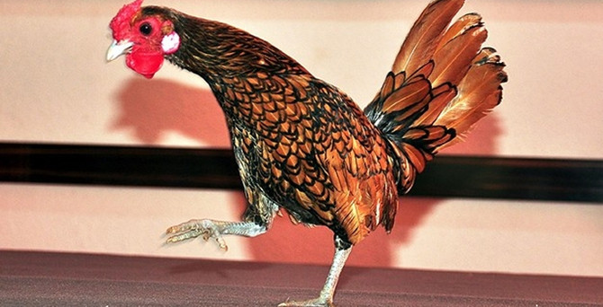 Kendisi 2 Bin Yumurtasi 20 Lira Gundem Haberleri