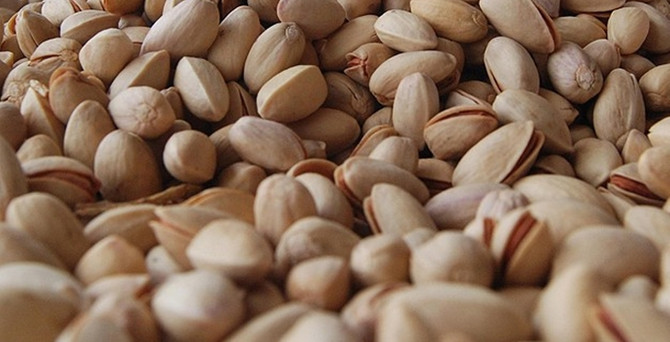 Antep fıstığında sezonun ilk hasadı yapıldı