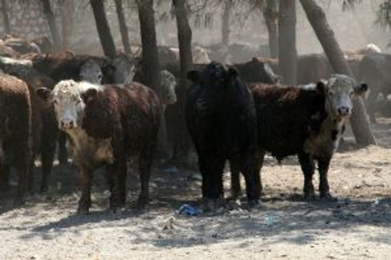 6 bin ton et için 22 teklif geldi