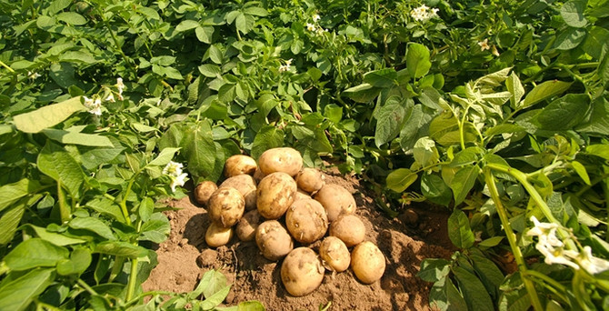 Patates fiyatı maliyetinin altına düştü