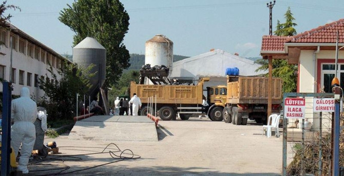 Mudanya'da kuş gribi alarmı: Bölge karantinada