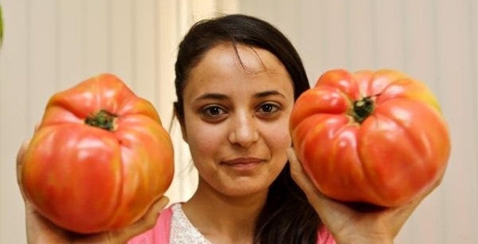 Dev domatesler elde kaldı