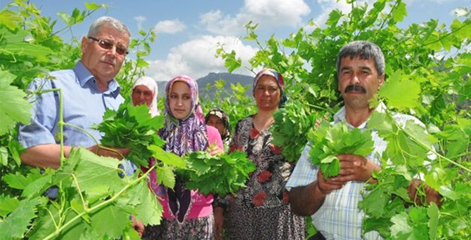 Yaprağı meyvesinden pahalı