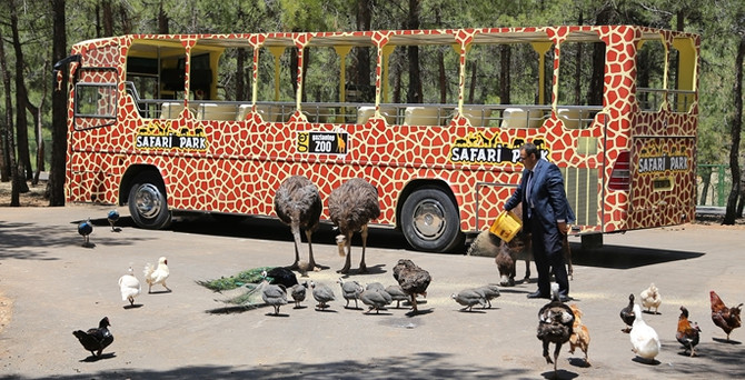Gaziantep'teki safari parkına ziyaretçi akını
