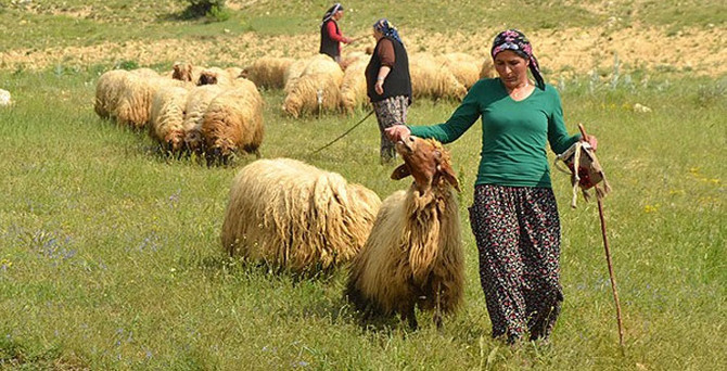 Sertifikalı kadın çobanlar