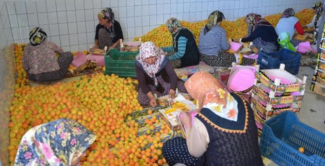 Fiyatıyla üreticisinin yüzünü güldürdü