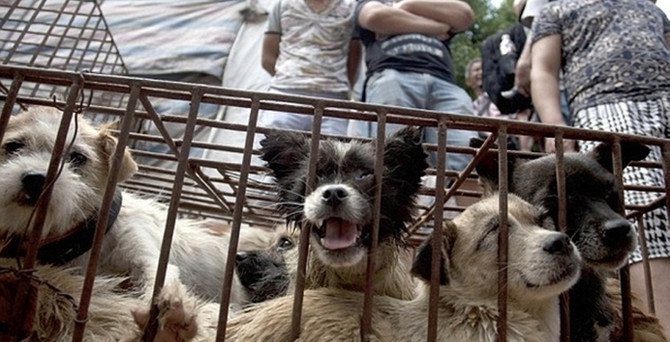 Köpek eti festivaline tepki yağıyor