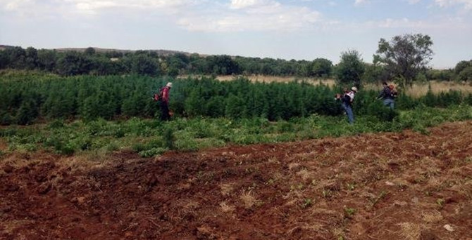 Diyarbakır'da 25 bin kök kenevir imha edildi