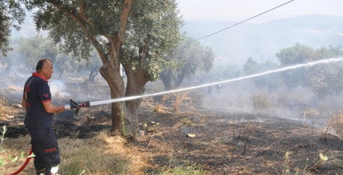 Kuşadası'nda zeytinlik yangını
