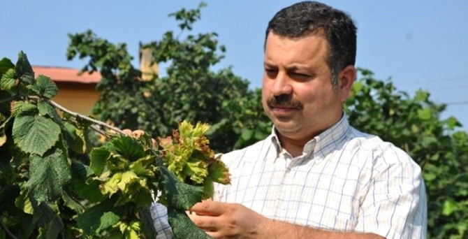 'Allahverdi' fındığı tescil bekliyor