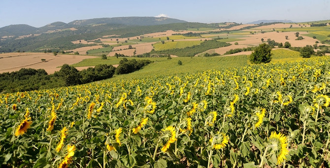 Tarım ve hayvancılık kredi miktarları belli oldu