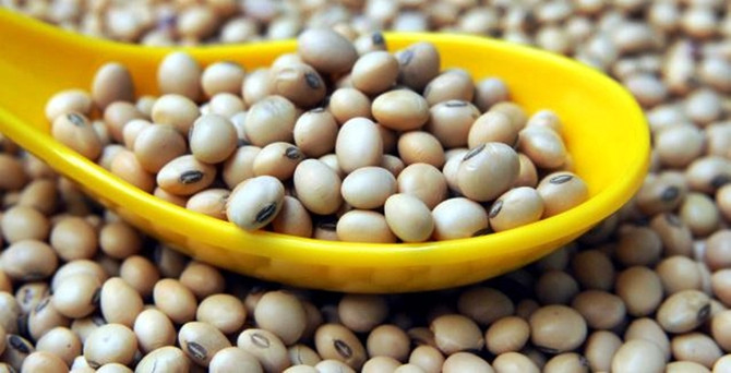 Söke'de pamuğa soya alternatifi