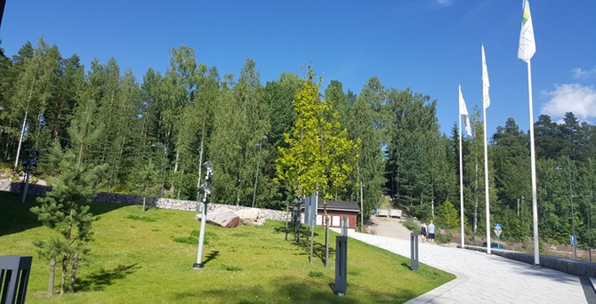 Finlandiya’nın yeşil altını: Ormanlar