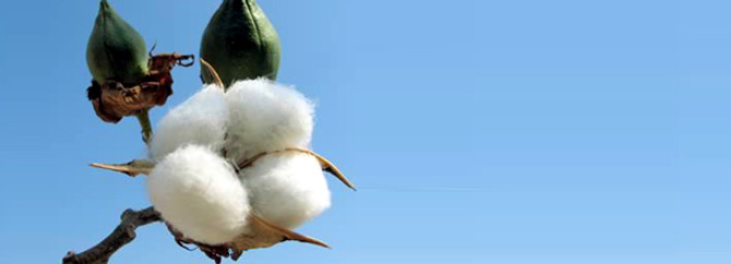 Türkiye, beyaz altını 'Better Cotton' ile taçlandıracak