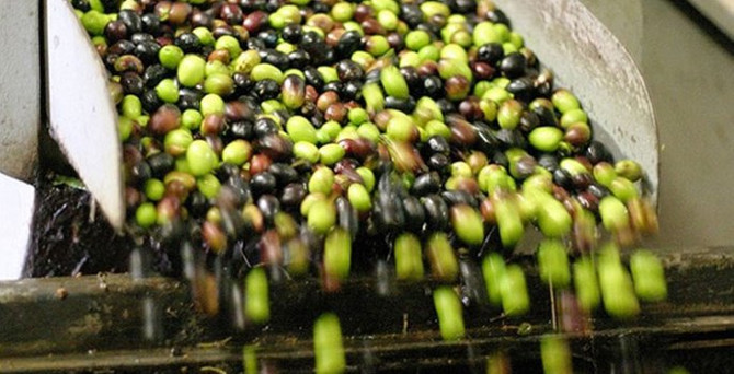 Zeytin üretiminde düşüş bekleniyor