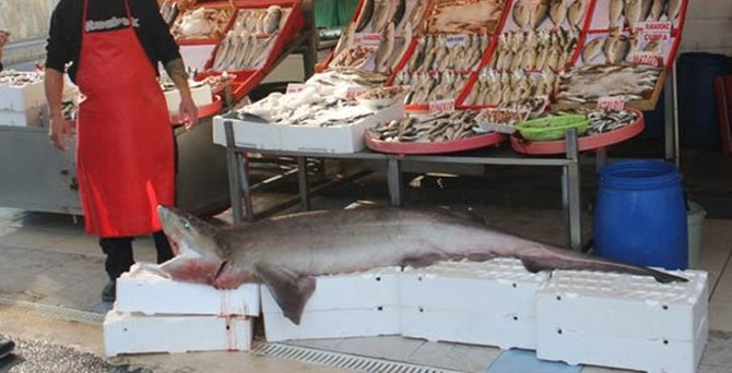 200 kiloluk köpek balığı yakalandı