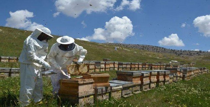 Eğriçayır balına İtalya'dan ödül