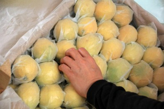 Mersin'de limon hasadı başladı