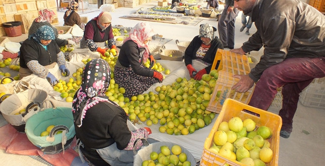 Silifke'de yatak limon hazırlığı