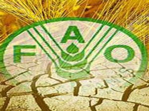 FAO gıda israfına karşı harekete geçti