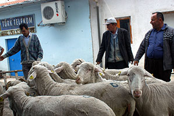 Kurbanlık koyun ithalatı şartları belirlendi