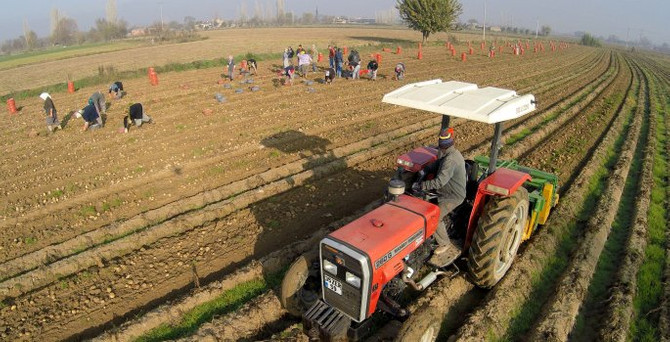 Geçen yıl pazarda 5 lirayı gören patates, tarlada 30 kuruşa indi