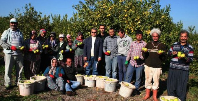 İhracat düştü, limon fiyatları yükseldi