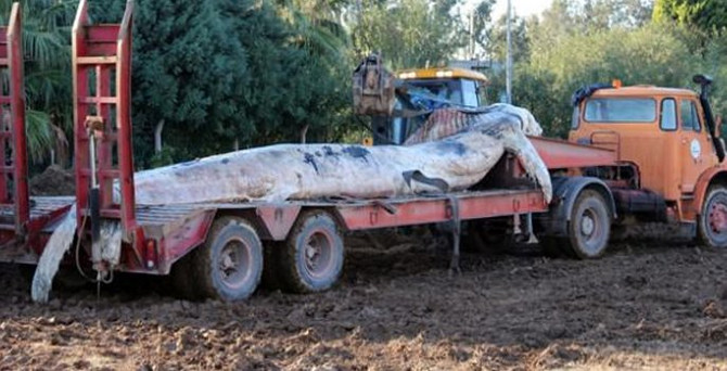 Hatay'da 12 metrelik balina iskeleye vurdu