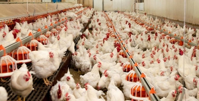 Beyaz et ihracatı 700 milyondan 472 milyon dolara düştü