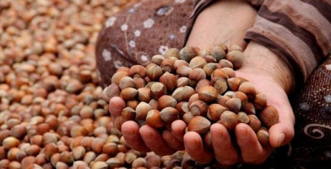 'Fındığın kilosu 13 değil, 10.50 TL'