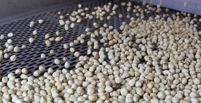 Fındık ihracatçısı yeni dönemden umutlu