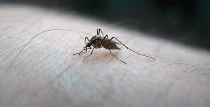 Amerika kıtası için 'Zika virüsü' uyarısı
