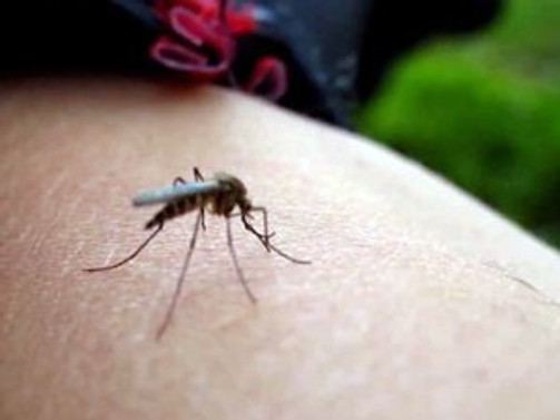 Brezilya'da 'Zika virüsü'ne yeni önlem